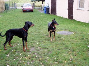 Dobermann 2013 Urlaub Hund Hundestrand, Urlaub mit Dobermann 2013