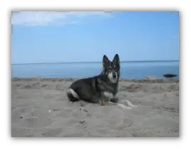 Urlaub mit Hund an der Ostsee am Hundestrand